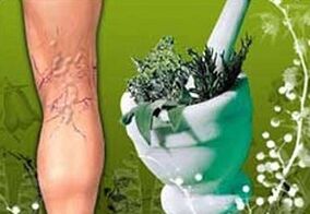 Kräuter zur Behandlung von Krampfadern